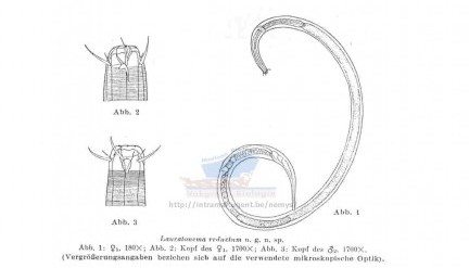 Представитель Семейства Lauratonematidae